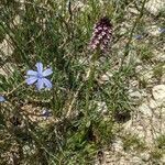 Neotinea ustulata habit picture by Denis Bastianelli (cc-by-sa)