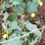 Solanum viarum habit picture by Trap Hers (cc-by-sa)