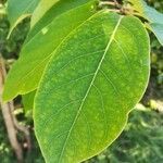 Diospyros lotus leaf picture by Jean François Tenon (cc-by-sa)