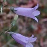 Campanula sibirica flower picture by Franco Colnago (cc-by-sa)