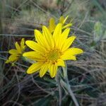 Robinsonecio gerberifolius flower picture by Fabien Anthelme (cc-by-sa)