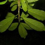 Ficus obtusifolia leaf picture by Nelson Zamora Villalobos (cc-by-nc)