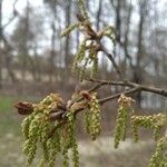 Quercus nigra flower picture by Chris Perisich (cc-by-sa)