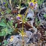 Asperula arvensis habit picture by Jean-Marie Frenoux (cc-by-sa)