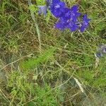 Delphinium menziesii flower picture by Danielle Purdy (cc-by-sa)