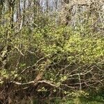 Alnus incana habit picture by Gaël Covain (cc-by-sa)