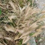 Hordeum jubatum fruit picture by sratov basya (cc-by-sa)