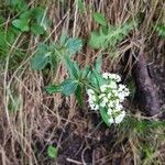 Valeriana tripteris flower picture by Dämny S (cc-by-sa)