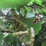 Erythrina costaricensis fruit picture by SINAC Pérez Greivin (cc-by-sa)