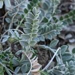 Astragalus incanus leaf picture by Denis Bastianelli (cc-by-sa)