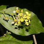 Bunchosia nitida flower picture by Nelson Zamora Villalobos (cc-by-nc)