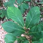 Asimina parviflora leaf picture by hope ebert (cc-by-sa)