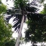 Areca catechu habit picture by Noel Dionson (cc-by-sa)