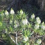 Echium decaisnei habit picture by Eggert Finder (cc-by-sa)
