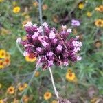Verbena bonariensis flower picture by Richard Moore (cc-by-sa)