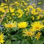 Doronicum plantagineum flower picture by iza price (cc-by-sa)