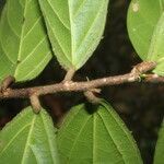 Ampelocera macrocarpa leaf picture by Nelson Zamora Villalobos (cc-by-nc)