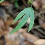 Hernandia mascarenensis leaf picture by J. Champ (cc-by-sa)