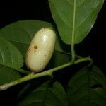 Symplocos panamensis fruit picture by Nelson Zamora Villalobos (cc-by-nc)