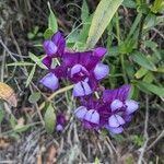 Lathyrus nervosus flower picture by Alexandra Dall (cc-by-sa)