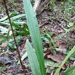 Spathoglottis plicata leaf picture by Thomas Paliath (cc-by-sa)
