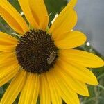 Helianthus giganteus flower picture by ben vc (cc-by-sa)
