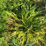 Hemerocallis fulva habit picture by Jordan Galli (cc-by-sa)