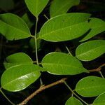 Dialium guianense leaf picture by Nelson Zamora Villalobos (cc-by-nc)