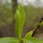 Salix nigra flower picture by dredodo (cc-by-sa)