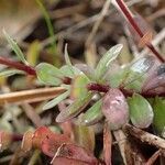 Linum catharticum habit picture by Yoan MARTIN (cc-by-sa)