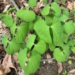 Jeffersonia diphylla leaf picture by Heffner Laura (cc-by-sa)