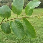Banara guianensis leaf picture by Nelson Zamora Villalobos (cc-by-nc)