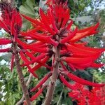 Erythrina speciosa flower picture by Trap Hers (cc-by-sa)