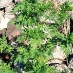 Artemisia annua habit picture by Trap Hers (cc-by-sa)