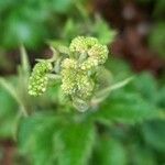 Rubus idaeus fruit picture by Rory O'Conor (cc-by-sa)
