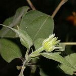 Tithonia rotundifolia habit picture by Nelson Zamora Villalobos (cc-by-nc)