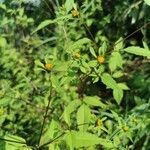 Bidens frondosa flower picture by Rico Mende (cc-by-sa)