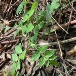 Rubus rosifolius habit picture by Fabien Anthelme (cc-by-sa)