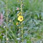 Verbascum blattaria leaf picture by norbert verneau (cc-by-sa)