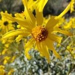 Encelia farinosa flower picture by jharrig (cc-by-sa)