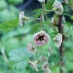 Ribes lacustre flower picture by Ethan Greer (cc-by-sa)