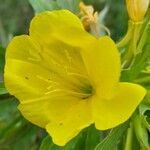 Oenothera scabra flower picture by Trap Hers (cc-by-sa)