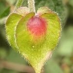 Cistus salviifolius fruit picture by marçal (cc-by-sa)