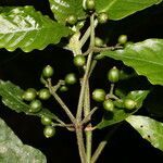 Psychotria jimenezii leaf picture by Nelson Zamora Villalobos (cc-by-nc)
