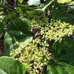 Cissus verticillata flower picture by Tony Góes (cc-by-sa)