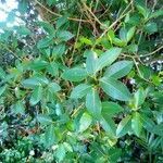 Ficus aurea leaf picture by Feya Sterling (cc-by-sa)