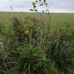 Sonchus arvensis habit picture by 🐞Hélène🐦 (cc-by-sa)