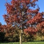 Quercus palustris habit picture by Sabina Hartmann (cc-by-sa)