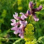 Vicia sepium flower picture by Emilie LYONNET (cc-by-sa)