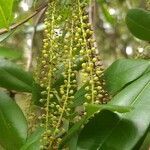 Cyrilla racemiflora fruit picture by John Cumper (cc-by-sa)